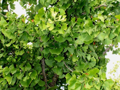 Гинкго билоба-дерево №1